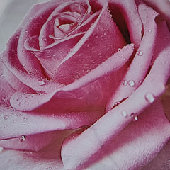 8D Wallpaper Pink Roses